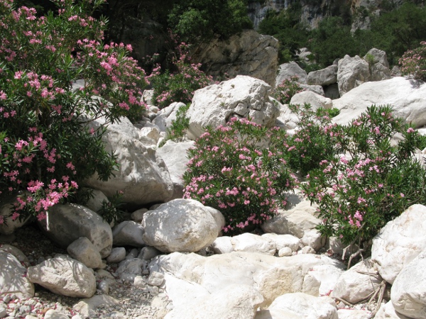 Oleanders and limestone boulders (Gola su Gorroppu)